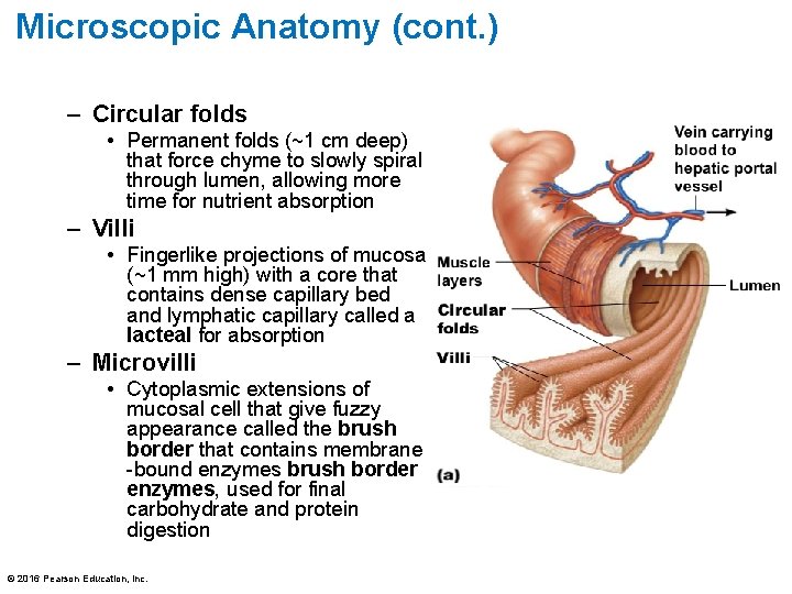 Microscopic Anatomy (cont. ) – Circular folds • Permanent folds (~1 cm deep) that