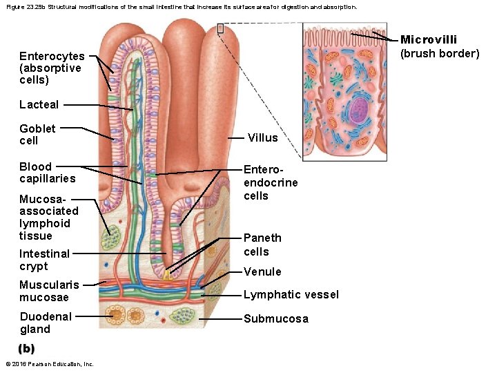 Figure 23. 29 b Structural modifications of the small intestine that increase its surface