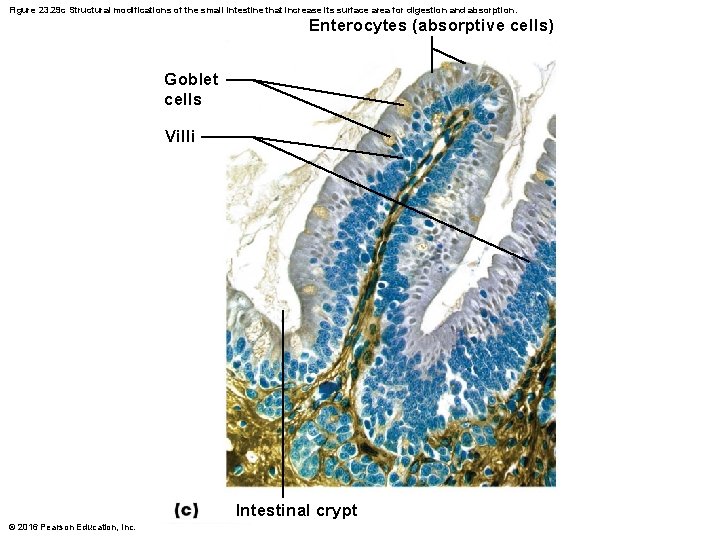 Figure 23. 29 c Structural modifications of the small intestine that increase its surface