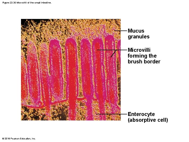 Figure 23. 30 Microvilli of the small intestine. Mucus granules Microvilli forming the brush