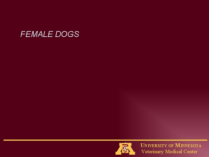 FEMALE DOGS UNIVERSITY OF MINNESOTA Veterinary Medical Center 