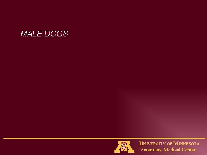 MALE DOGS UNIVERSITY OF MINNESOTA Veterinary Medical Center 