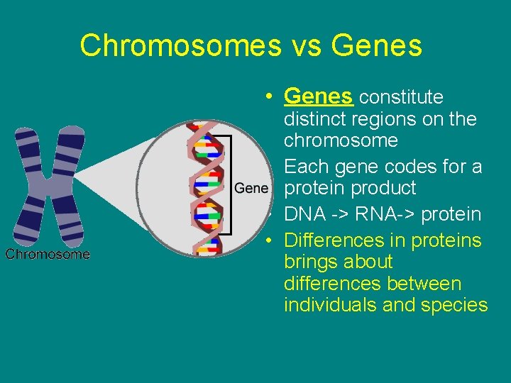 Chromosomes vs Genes • Genes constitute distinct regions on the chromosome • Each gene