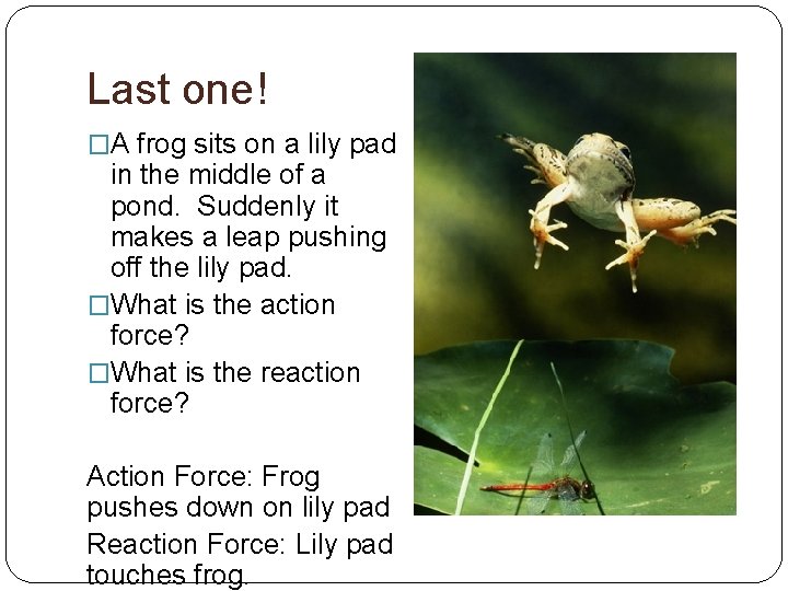 Last one! �A frog sits on a lily pad in the middle of a