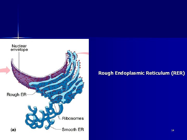 Rough Endoplasmic Reticulum (RER) ahmad ata 14 
