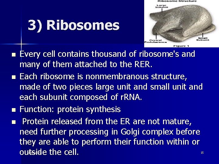 3) Ribosomes n n Every cell contains thousand of ribosome's and many of them