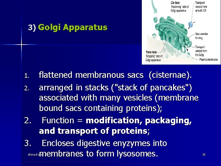 3) Golgi Apparatus flattened membranous sacs (cisternae). 2. arranged in stacks ("stack of pancakes")