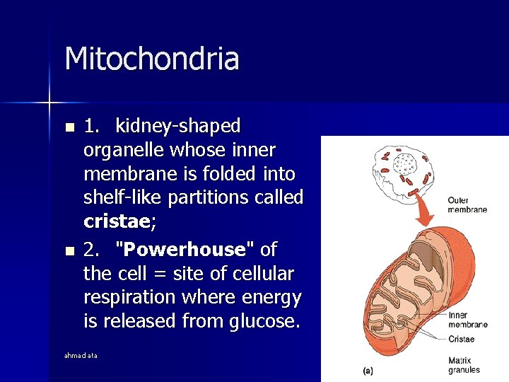 Mitochondria n n 1. kidney-shaped organelle whose inner membrane is folded into shelf-like partitions