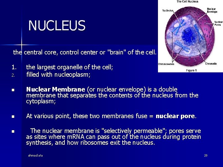 NUCLEUS the central core, control center or "brain" of the cell. 1. 2. the