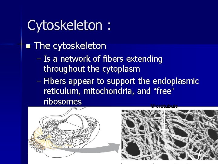 Cytoskeleton : n The cytoskeleton – Is a network of fibers extending throughout the