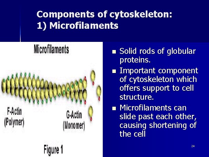Components of cytoskeleton: 1) Microfilaments n n n ahmad ata Solid rods of globular