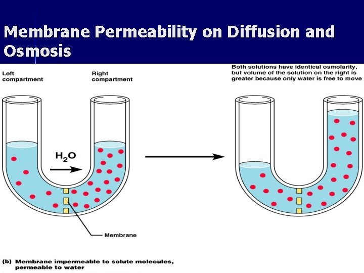Membrane Permeability on Diffusion and Osmosis ahmad ata 39 