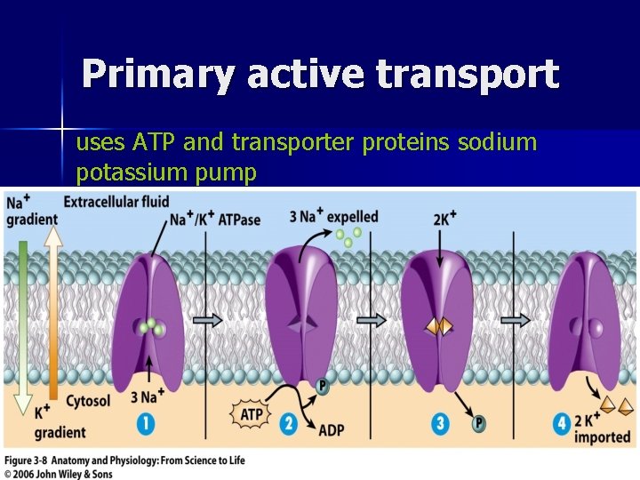 Primary active transport uses ATP and transporter proteins sodium potassium pump ahmad ata 44