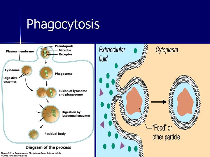 Phagocytosis ahmad ata 47 