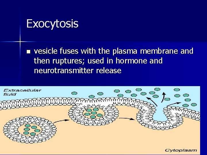 Exocytosis n vesicle fuses with the plasma membrane and then ruptures; used in hormone