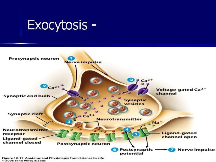 Exocytosis - ahmad ata 52 