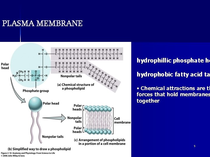 PLASMA MEMBRANE hydrophillic phosphate he hydrophobic fatty acid ta • Chemical attractions are th
