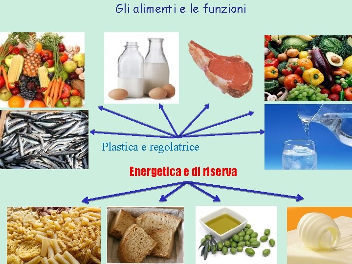 Gli alimenti e le funzioni Plastica e regolatrice Energetica e di riserva Gli alimenti e le funzioni Plastica e regolatrice Energetica e di riserva