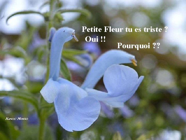 Petite Fleur tu es triste ? Oui !! Pourquoi ? ? 