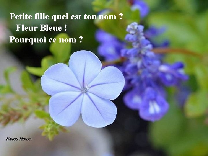 Petite fille quel est ton nom ? Fleur Bleue ! Pourquoi ce nom ?