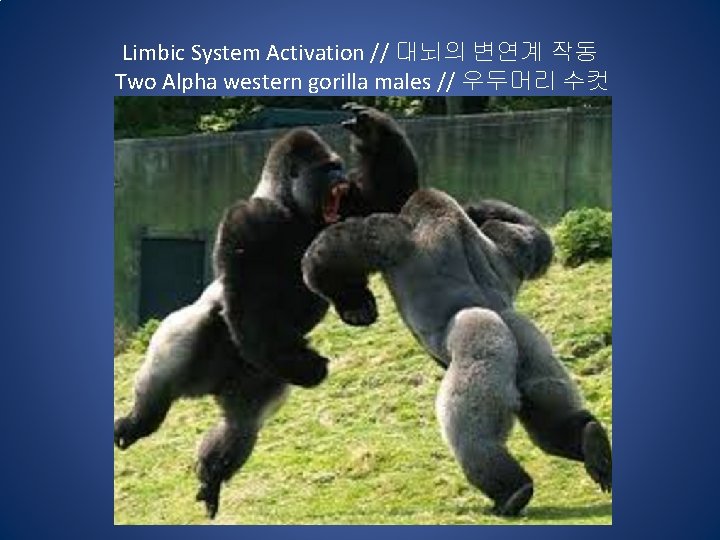Limbic System Activation // 대뇌의 변연계 작동 Two Alpha western gorilla males // 우두머리