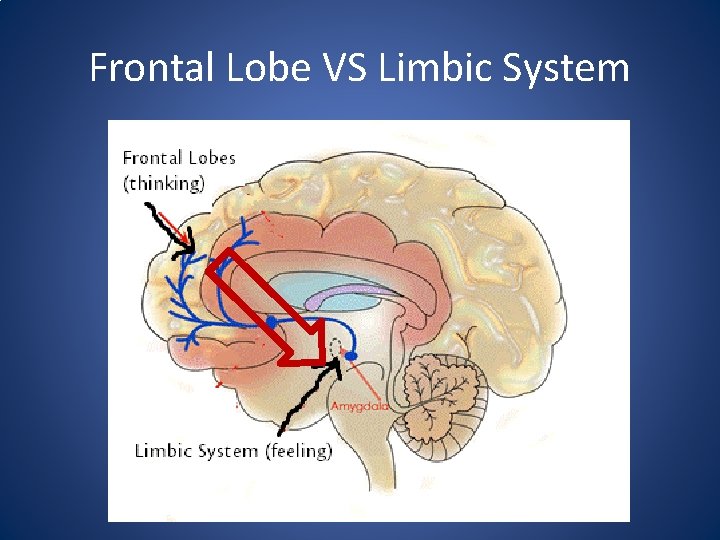 Frontal Lobe VS Limbic System 