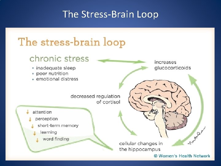 The Stress‐Brain Loop 