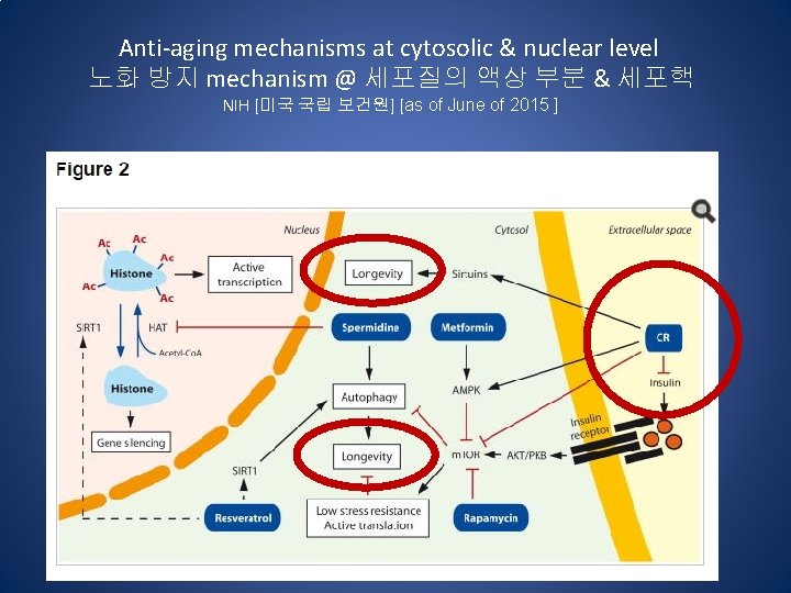 Anti‐aging mechanisms at cytosolic & nuclear level 노화 방지 mechanism @ 세포질의 액상 부분