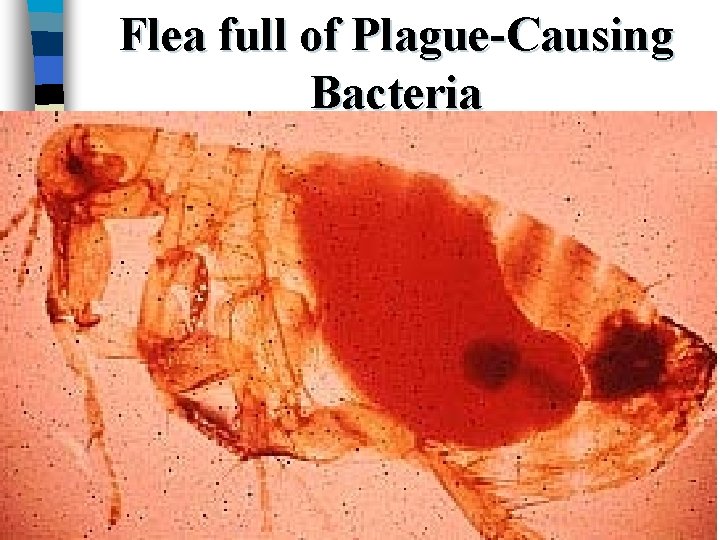 Flea full of Plague-Causing Bacteria 