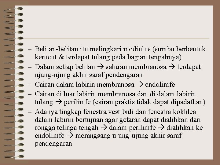 – Belitan-belitan itu melingkari modiulus (sumbu berbentuk kerucut & terdapat tulang pada bagian tengahnya)