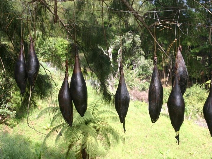  • Shark stomachs hanging in tree 