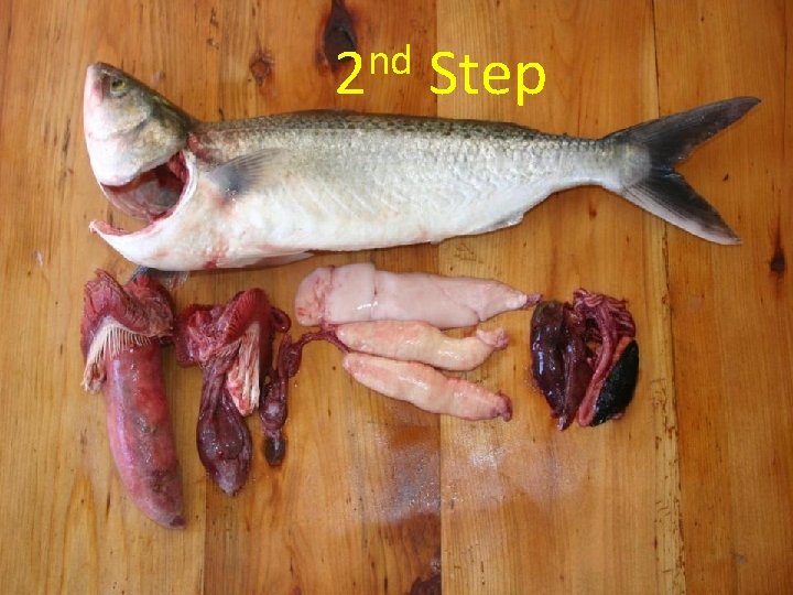 2 ndnd Step 2 Step • Fish and guts 