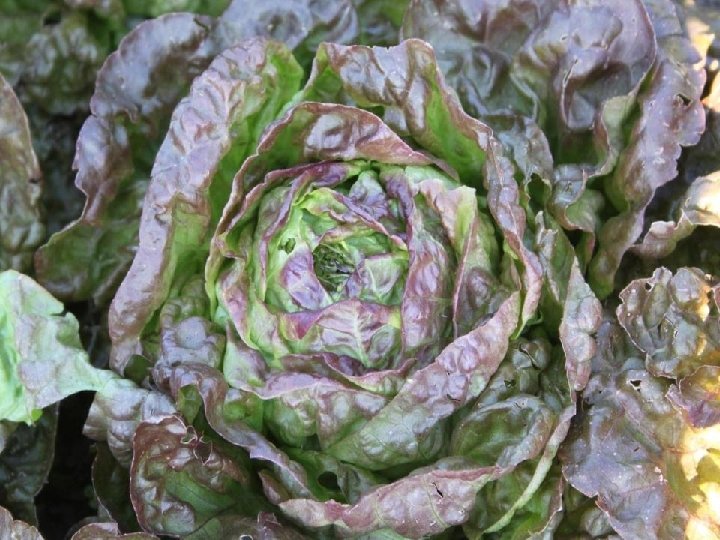  • Red lettuce 