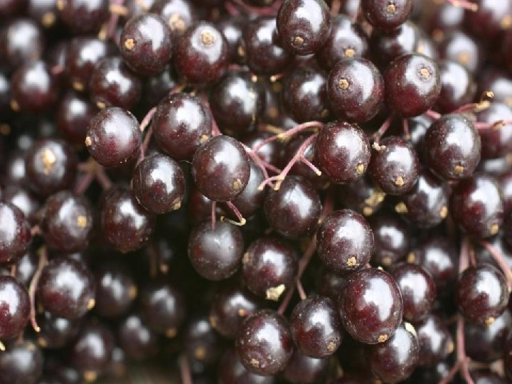  • Logan berries, blackberries blueberries 