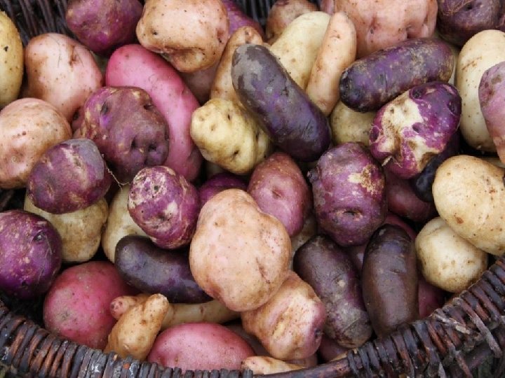  • Maori potatoes 