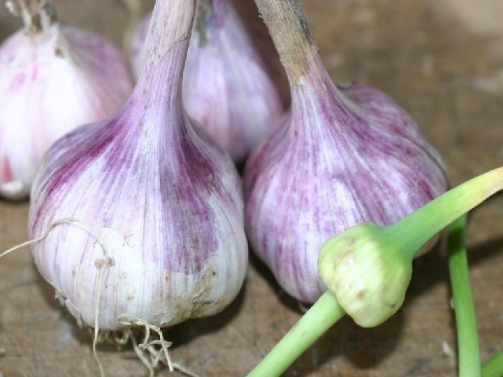  • Garlic pic 