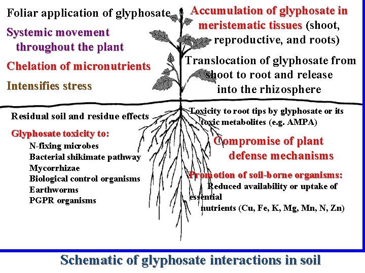 Foliar application of glyphosate Systemic movement throughout the plant Chelation of micronutrients Intensifies stress