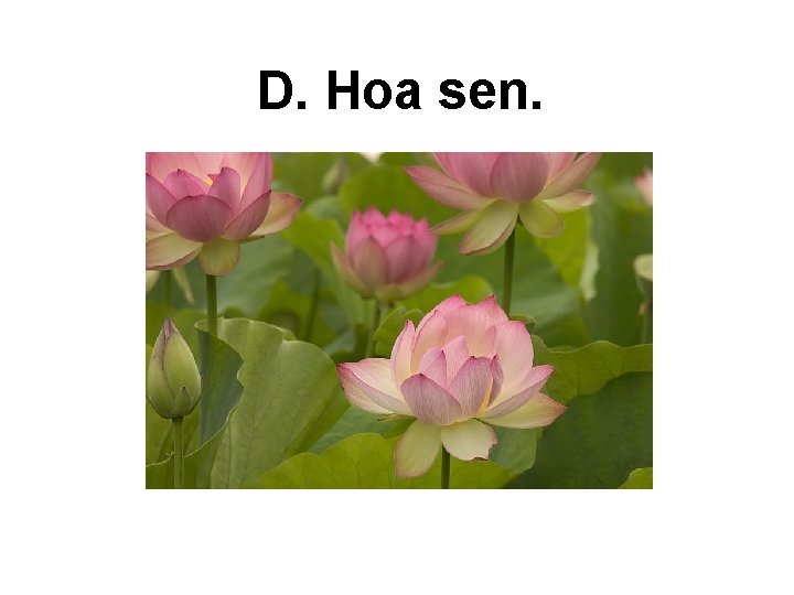 D. Hoa sen. 