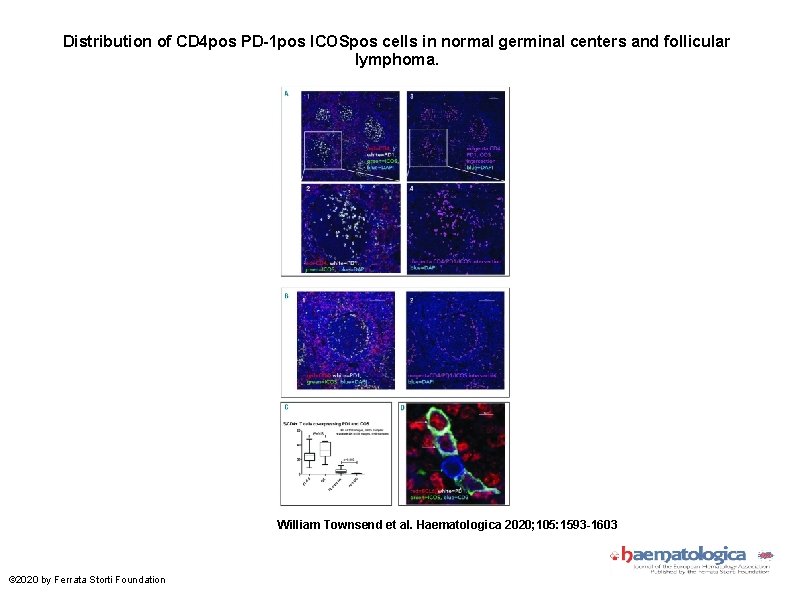 Distribution of CD 4 pos PD-1 pos ICOSpos cells in normal germinal centers and