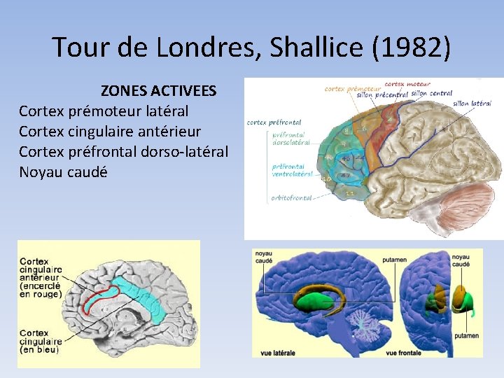 Tour de Londres, Shallice (1982) ZONES ACTIVEES Cortex prémoteur latéral Cortex cingulaire antérieur Cortex