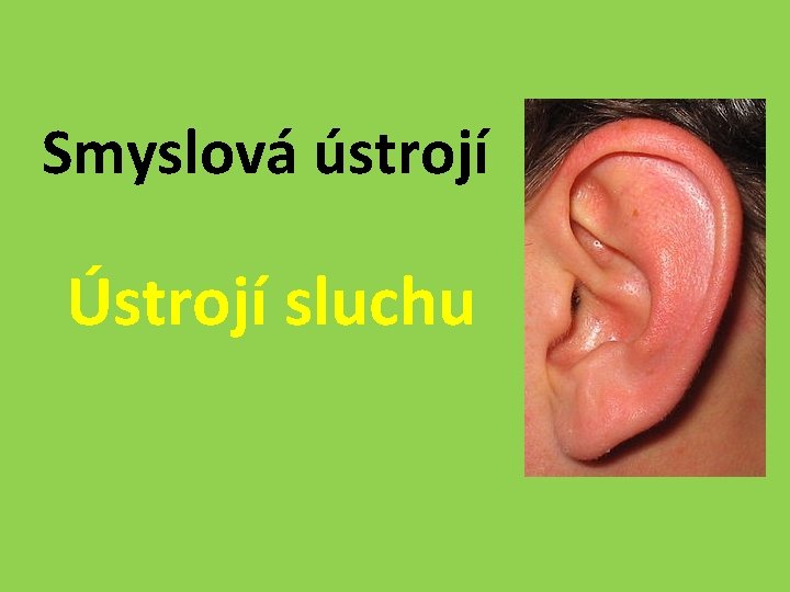 Smyslová ústrojí Ústrojí sluchu 