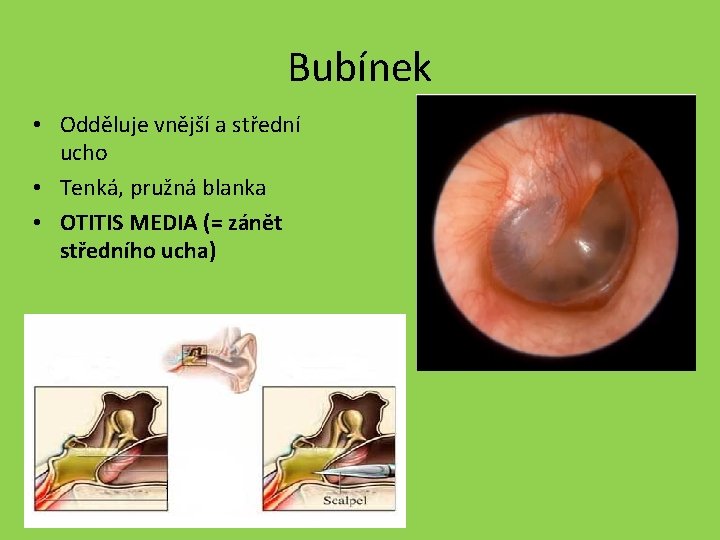 Bubínek • Odděluje vnější a střední ucho • Tenká, pružná blanka • OTITIS MEDIA