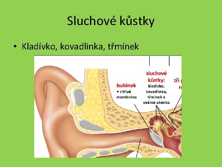 Sluchové kůstky • Kladívko, kovadlinka, třmínek 