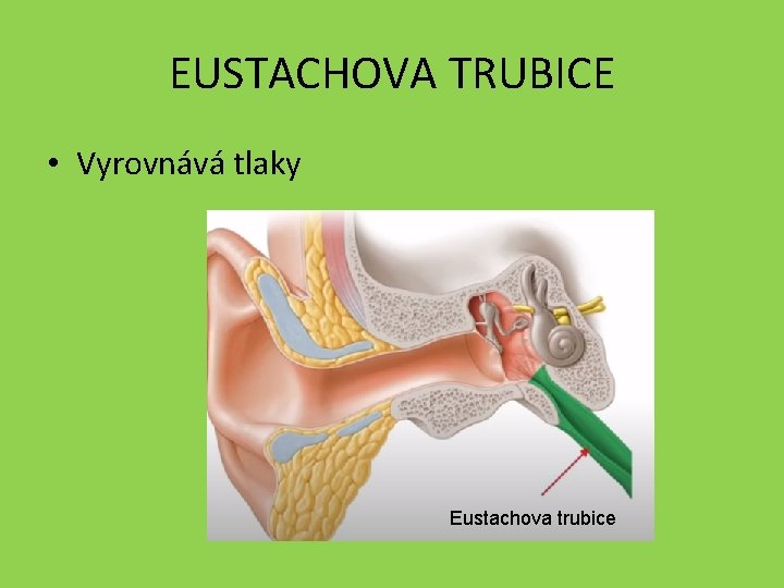 EUSTACHOVA TRUBICE • Vyrovnává tlaky Eustachova trubice 