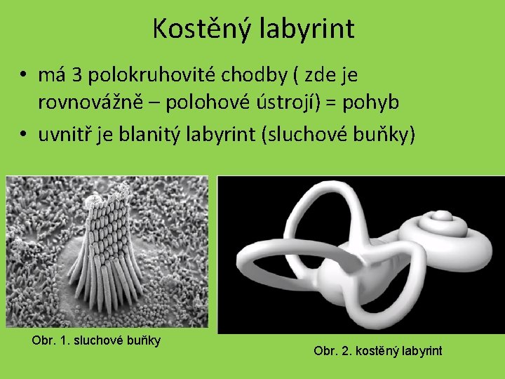 Kostěný labyrint • má 3 polokruhovité chodby ( zde je rovnovážně – polohové ústrojí)