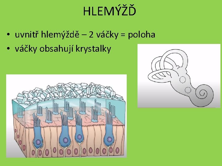 HLEMÝŽĎ • uvnitř hlemýždě – 2 váčky = poloha • váčky obsahují krystalky 