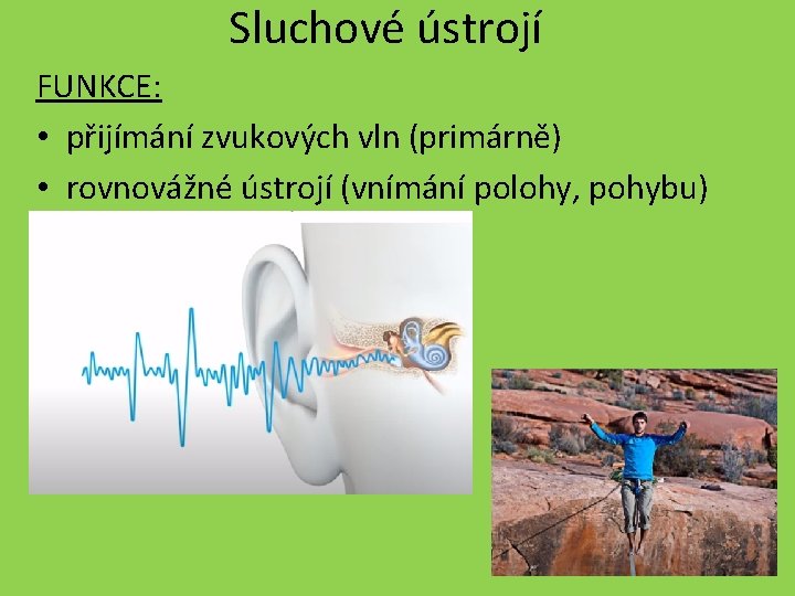 Sluchové ústrojí FUNKCE: • přijímání zvukových vln (primárně) • rovnovážné ústrojí (vnímání polohy, pohybu)