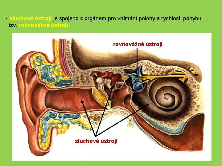  • sluchové ústrojí je spojeno s orgánem pro vnímání polohy a rychlosti pohybu