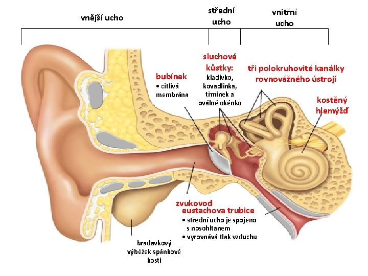 střední ucho vnější ucho bubínek • citlivá membrána sluchové kůstky: kladívko, kovadlinka, třmínek a