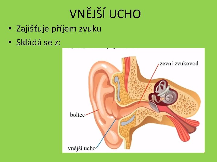 VNĚJŠÍ UCHO • Zajišťuje příjem zvuku • Skládá se z: 